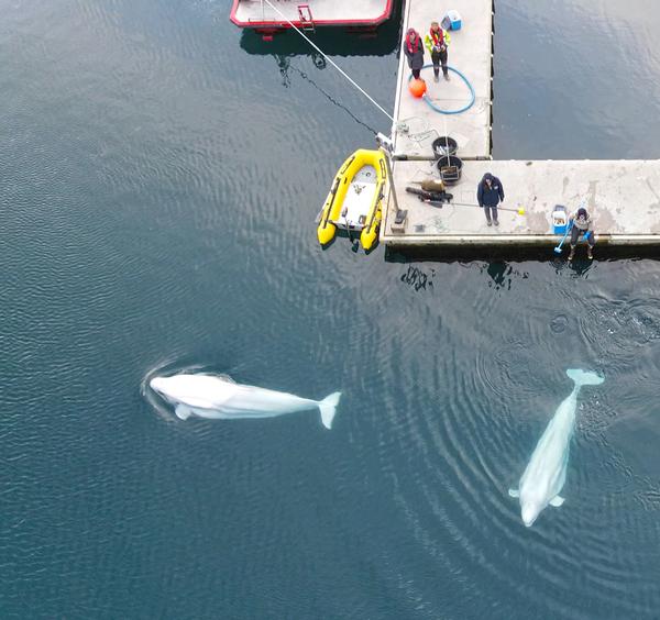 Little Grey and Little White take their first swim in their new home / Photo: Matthew Parsons
