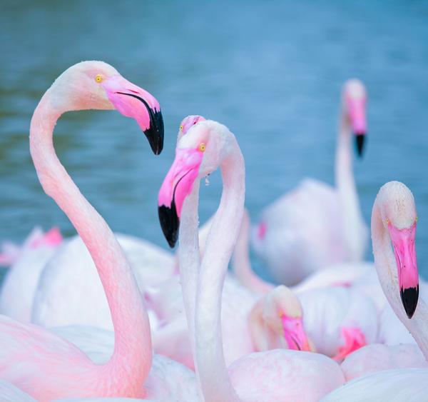 Flamingos will only breed if they live in a large flock – something which draws more visitors / Photo: Alex Kantorovish