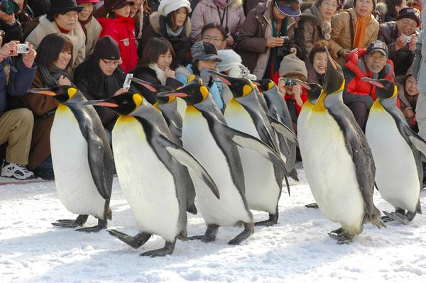 The broadcast of Kemono Friends (right) led to greater engagement with the animals represented at places such as Asahiyama Zoo / PHOTO: ©SHUTTERSTOCK/Jamie Tsai