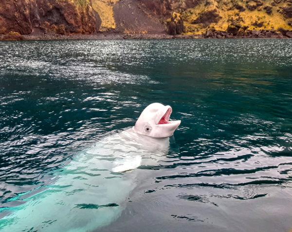 The belugas’ health and wellbeing will be monitored for the rest of their lives / Press Association on behalf of SEA LIFE Trust