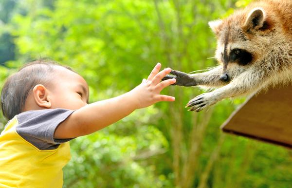 Raccoons are one of the Kemono Friends, but interest generated by another anime has led to invasive colonisation / PHOTO: SHUTTERSTOCK/Azizul Halmi