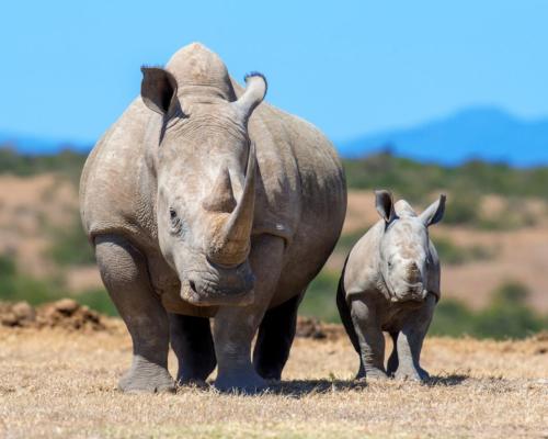 South Africa to move 500 white rhinos in effort to stem tide of poaching in national parks