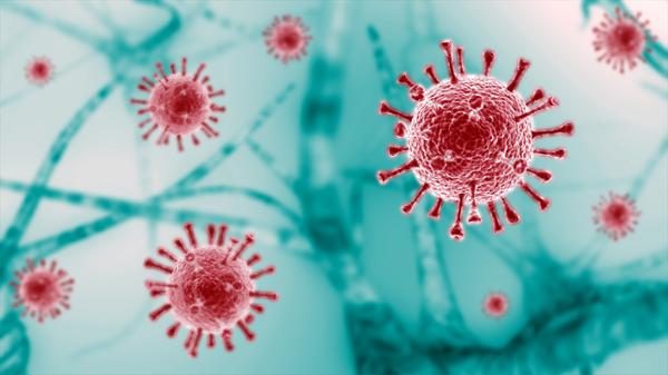 Human fat tissue seems to support SARS-CoV-2 infection, causing a stronger inflammatory response / shutterstock/Red-Diamond