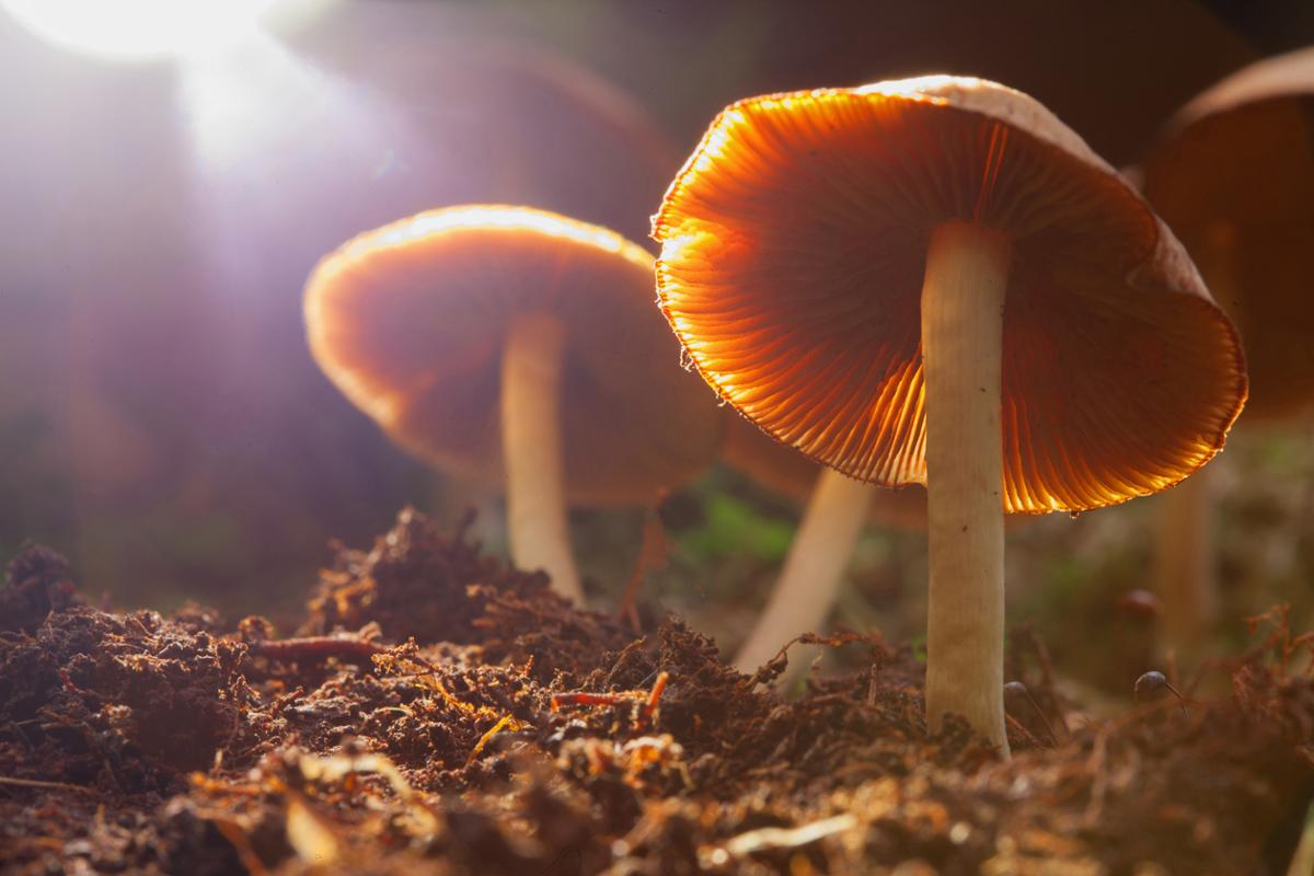Psilocybin is a well-known naturally occurring psychedelic compound produced by more than 200 species of mushrooms / Shutterstock/Serrgey75
