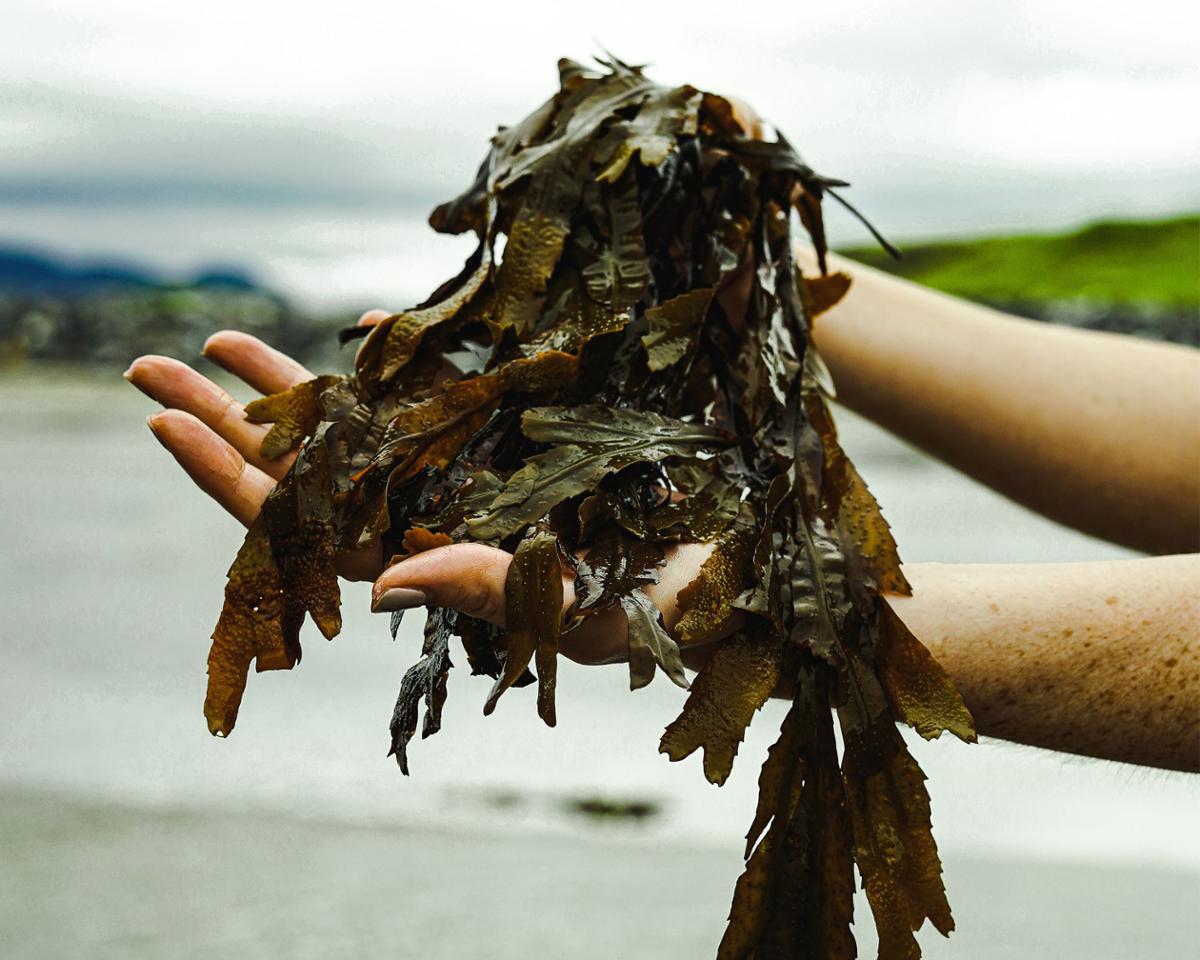 Voya creates a range of results-driven seaweed-based facial and body products / Voya