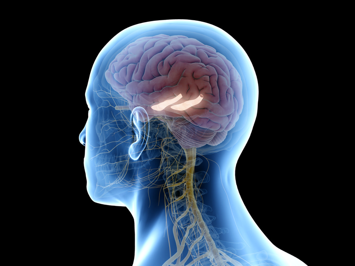 The research found disrupted connections between memory and appetite-regulation in the Hippocampus are directly proportional to BMI / Shutterstock/Sciepro The research found disrupted connections between memory and appetite-regulation in the Hippocampus are directly proportional to BMI / Shutterstock/Sciepro