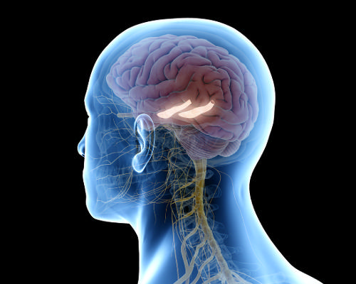 The research found disrupted connections between memory and appetite-regulation in the Hippocampus are directly proportional to BMI / Shutterstock/Sciepro