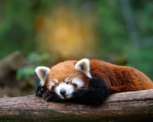 Quiet zoos