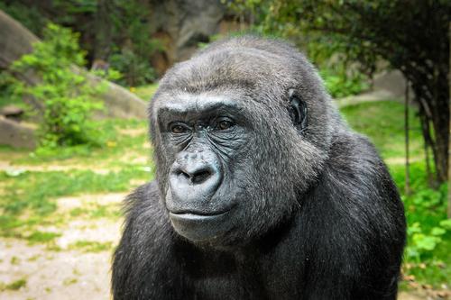 US$28m investment brings gorillas back to Houston Zoo after decade-long absence