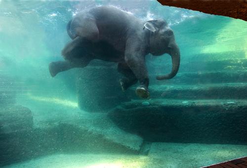 The new enclosure offers an aquarium view of the elephants swimming underwater / Zoo Zürich, Jean-Luc Grossmann The new enclosure offers an aquarium view of the elephants swimming underwater / Zoo Zürich, Jean-Luc Grossmann