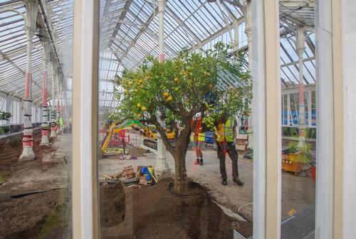 The first tree back in The Temperate House - the Orange Tree / © Board of Trustees, RBG Kew