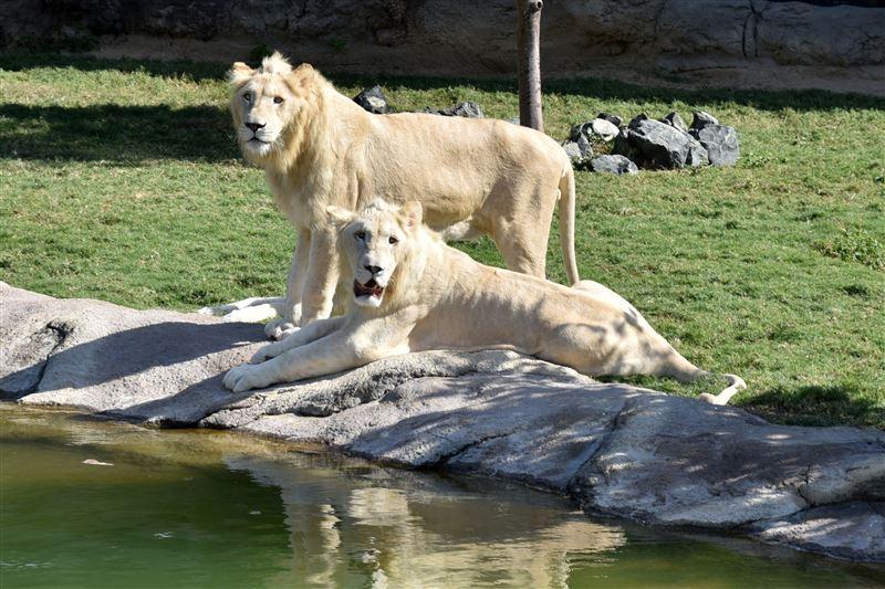 Dubai Safari is ready to welcome the public Dubai Safari is ready to welcome the public