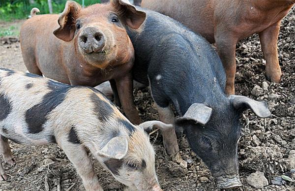 The Ninety Acres restaurant at Natirar boasts fresh farm to table fare and a high-end cookery school – all supplied by the on-site farm