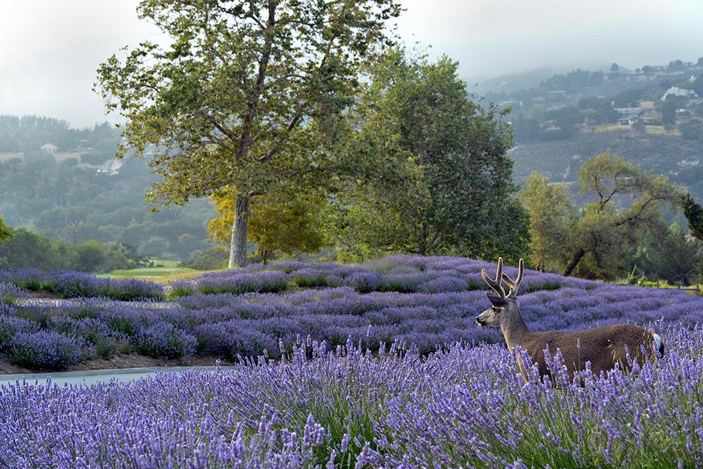 The Green Spa Network event will be held at Carmel Valley Ranch / Carmel Valley Ranch