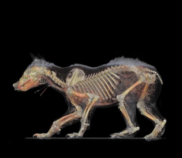 Living animals have been CT scanned resulting in highly detailed visuals, which have potential applications for zoos
