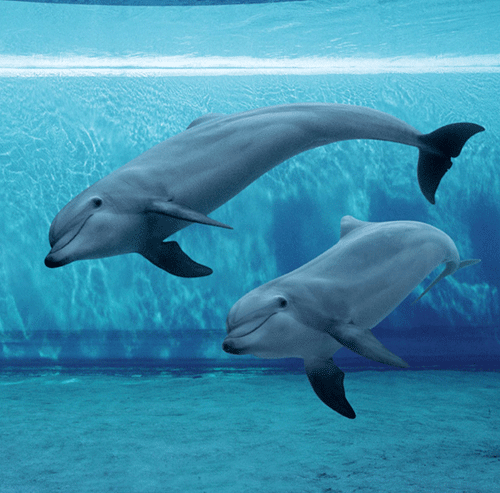 Dolphin exhibit for Genoa Aquarium