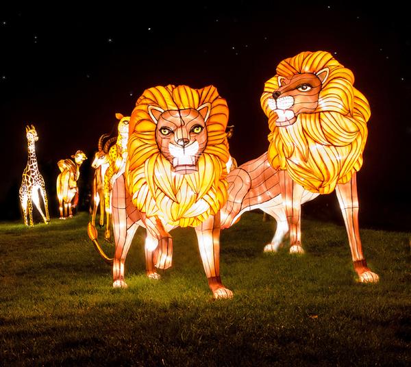 One extraordinary artwork at the Festival of Light is a 50-metre-long floating dragon One extraordinary artwork at the Festival of Light is a 50-metre-long floating dragon