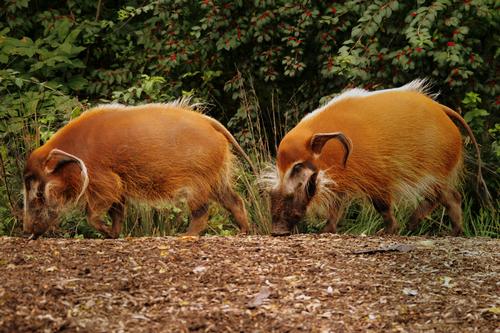 The habitat also includes three red river hogs / Julie Larsen Maher/WCS