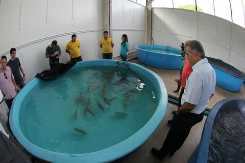 The fish have been in quarantine with a company called Anambi since November