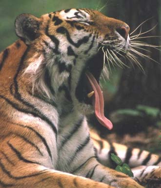 Paradise Park saving Tigers