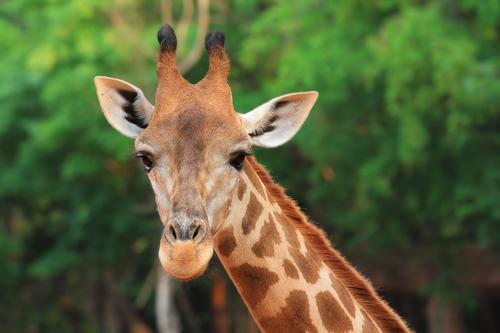 Dubai Zoo's animals will be rehoused in much better living conditions when the new park opens