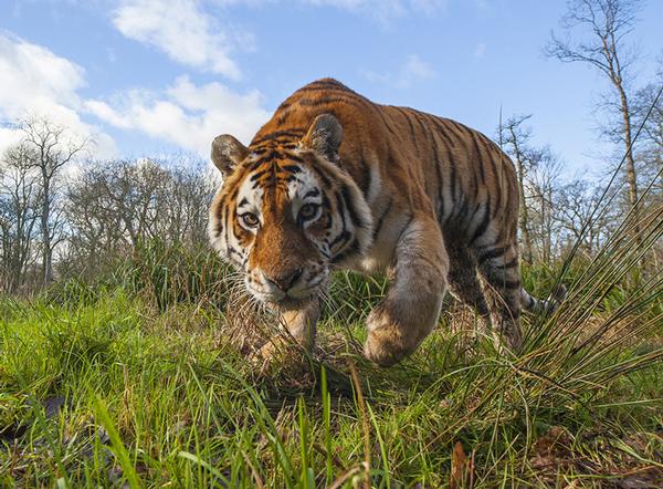 Longleat is home to BBC’s Animal Park TV serie / PHOTO: SIMON KING