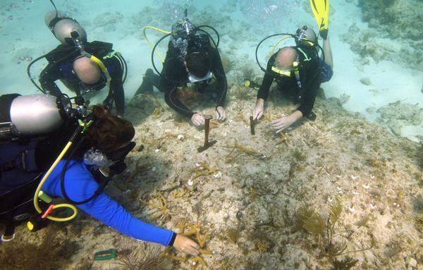 Volunteer divers with the Coral Restoration Foundation plant staghorn coral to help rebuild the reefs around Florida