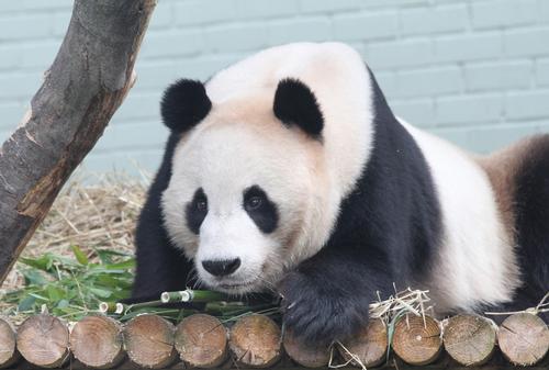Edinburgh Zoo's Yang Guang take a well-earned rest. Experts say leasing a panda is more a labour of love than a calculated business decision / Edinburgh Zoo