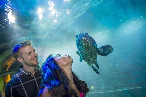 Sea Life Orlando includes 30 different displays and three interactive ocean environments / Roberto Gonzalez/Getty Images for I-Drive 360