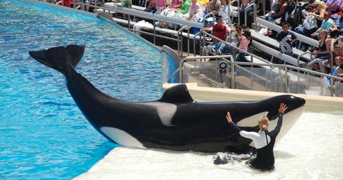 SeaWorld says the expense of its multi-million dollar PR campaign is why Q3 earnings are so low / Shutterstock.com