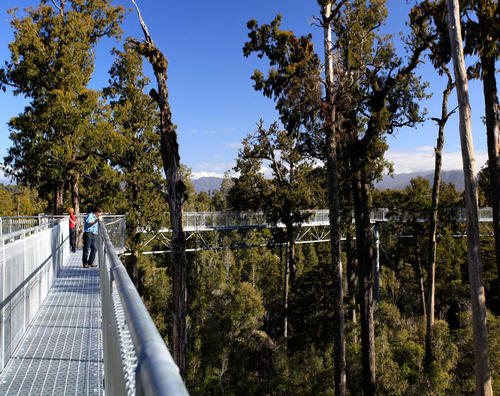 The attraction takes around an hour to stroll along, offering unique views of native New Zealand trees along the way