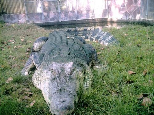 The crocodiles are valued at around €2,000 each / Tom Anstey The crocodiles are valued at around €2,000 each / Tom Anstey