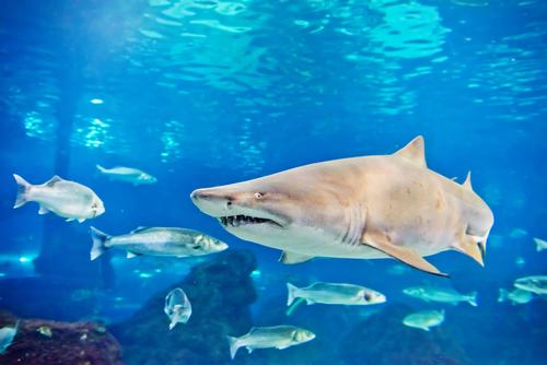 A sand tiger shark named Hans was one of the most valuable of the 400 fish lost in the wake of the chemical confusion / Shutterstock.com