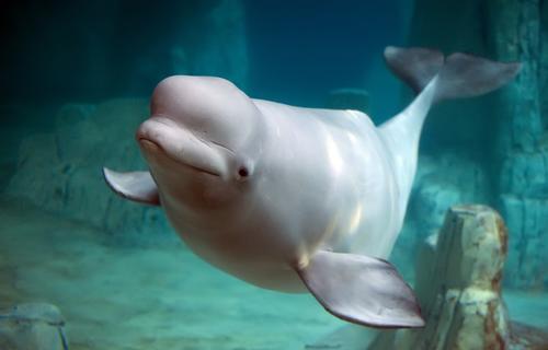 Georgia Aquarium argues the move would help diversify its gene pool / Shutterstock.com