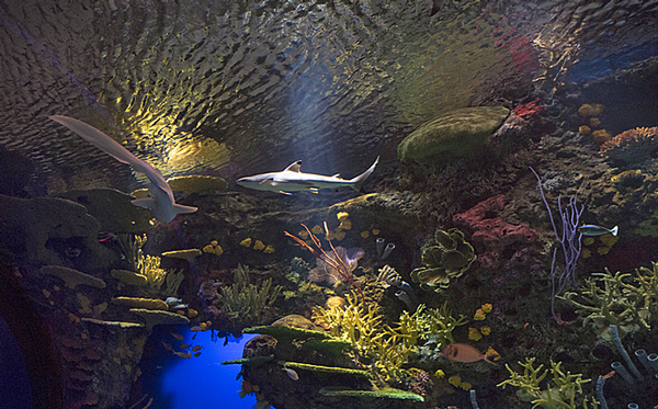 Interactive displays add a whole new level of immersion for visitors to the new aquarium 