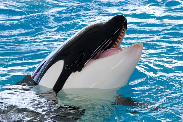 The days of orca in captivity are numbered / Photo: © shutterstock/lars christensen