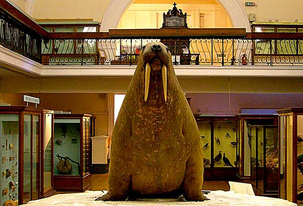 The museum’s mascot is a walrus