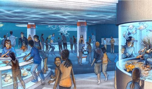 An artist's impression of interactive touchpools at the National Aquarium's community-focused Living Seashore exhibit / National Aquarium