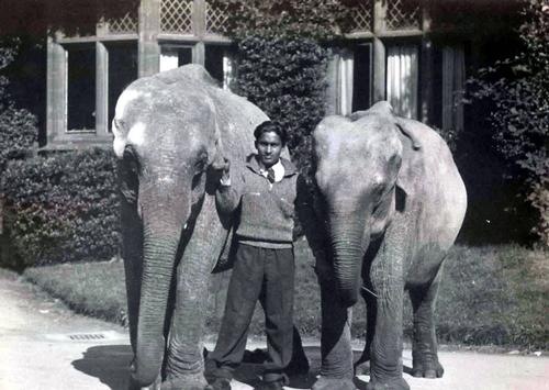 This image collected from 1941 shows the first elephants to arrive at the zoo / Chester Zoo