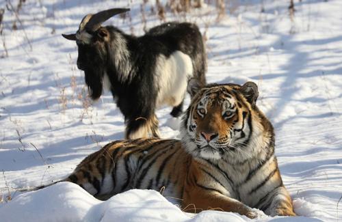 Thousands line up to see tiger-goat odd couple in Russian zoo