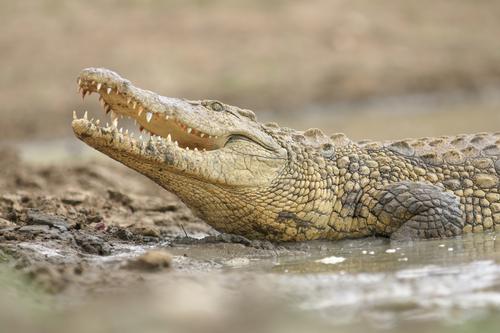 Nile crocodiles – the largest freshwater crocodiles in the world – will be one of the park’s main attractions / Shutterstock.com