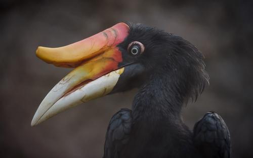 A number of endangered species are housed inside the visitor attraction / Chester Zoo