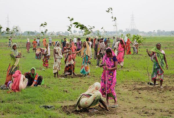 What can you do to add trees to environments you control? / AP Photo/Rajesh Kumar Singh
