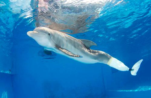 Amputee dolphin Winter is Clearwater Aquarium's star attraction / Clearwater Aquarium Amputee dolphin Winter is Clearwater Aquarium's star attraction / Clearwater Aquarium