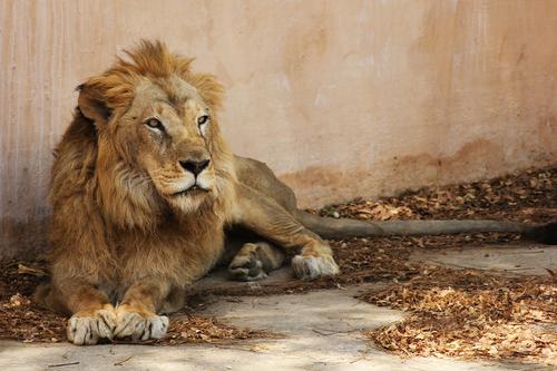 A lion at Jaipur Zoo in Jaipur, Rajasthan, India