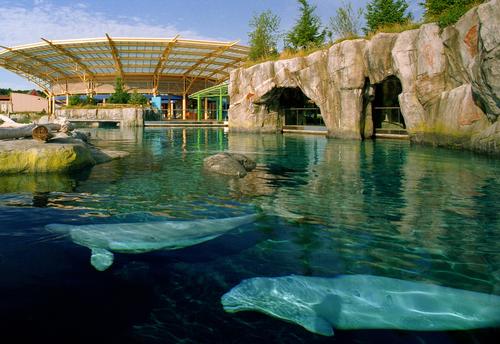 In 1995 the aquarium – which first opened in 1973 – underwent a US$52m (€48m, £35m) expansion and renovation