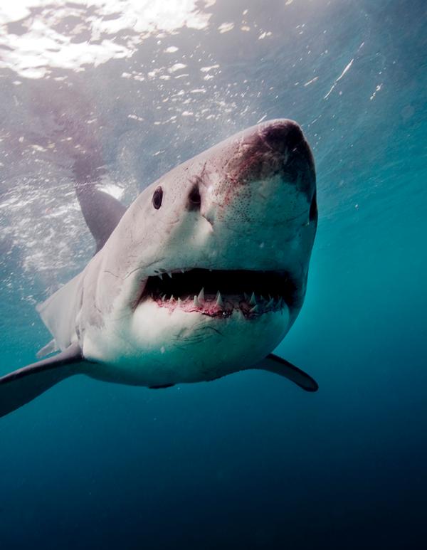 New photography techniques are used to demonstrate the Great White’s speed, power and beauty