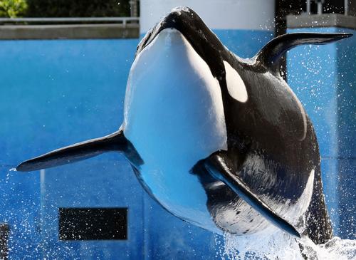 SeaWorld must now look forward to what certainly is going to be a tough year after further public setbacks / Shutterstock.com 