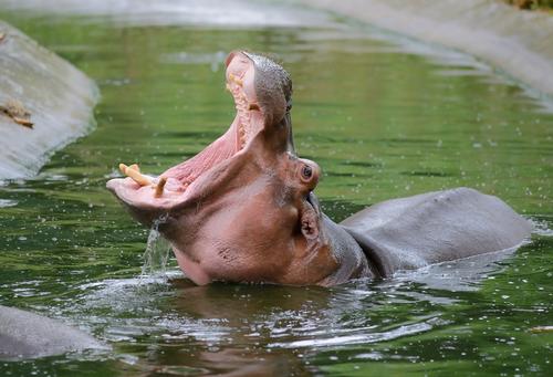 Included in the masterplan will be a reimagination and expansion of the zoo’s Hippoquarium, which will allow visitors to view hippos underwater in a new enclosed home / Shutterstock.com