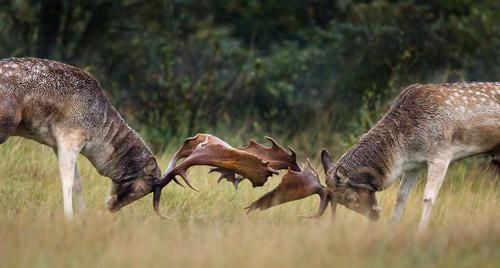 European fallow deer will be among the new inhabitants at the park / Shutterstock.com/Menno Schaefer